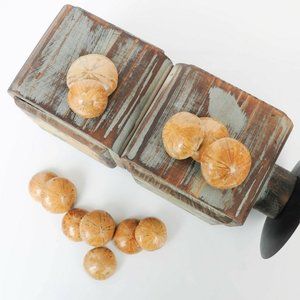 1 Fossilized Small Sea Biscuit Urchin Sand Dollar Jurassic Age Grade A Fossil